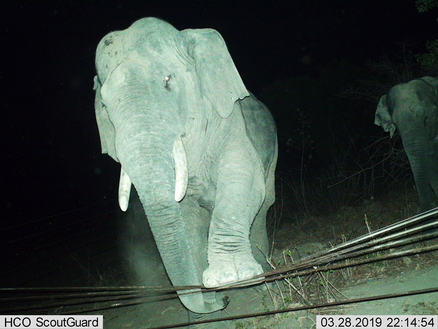 In this photo from 2019, Mottai Vaal is seen crossing the elephant fence while the younger Makhna watches from behind