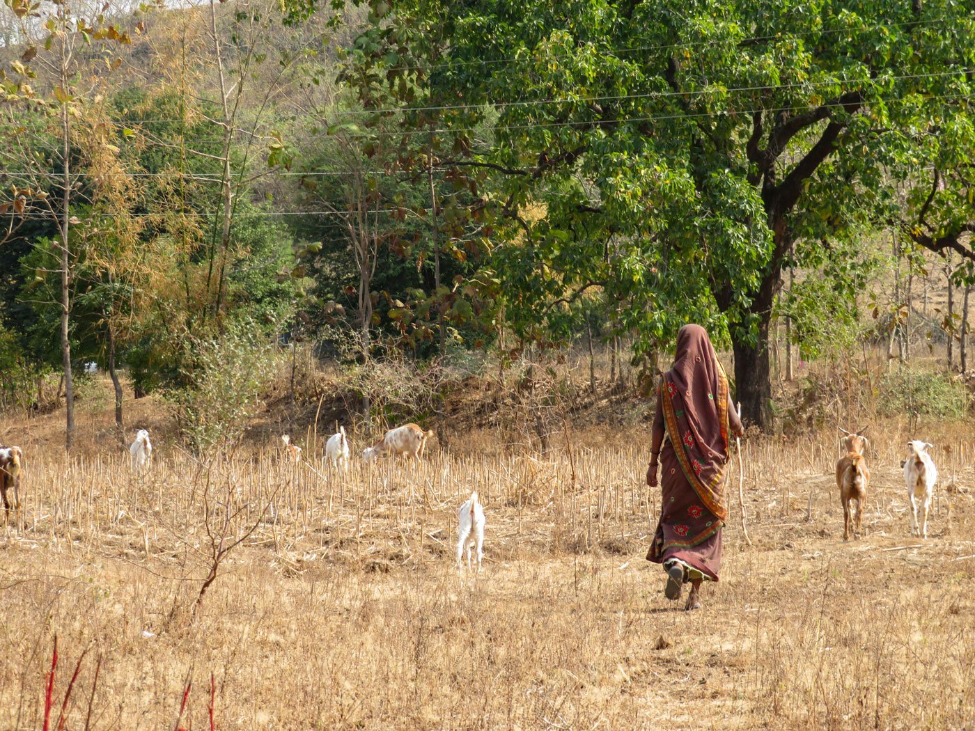When Shevanta Tadvi is out grazing her 12 goats near the forest in Maharajapada hamlet, she is free from taunts of being 'barren' 


