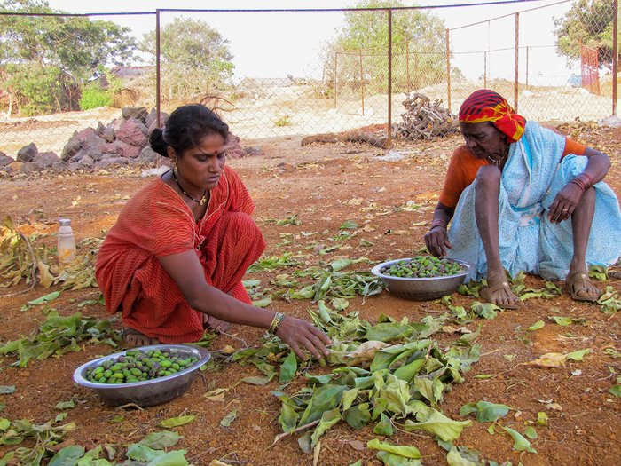 Two women sorting out vegetable leaves