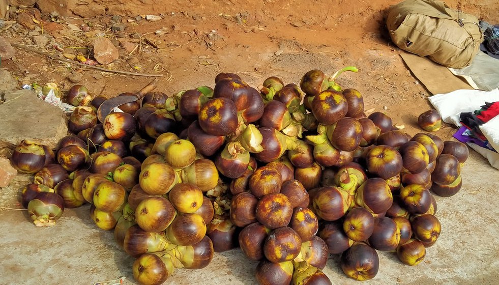 Inside the unhusked thaati kaaya is the munjalu fruit. It's semi-sweet and juicy, and in great demand during summers – even more than toddy – said Pappala Rao

