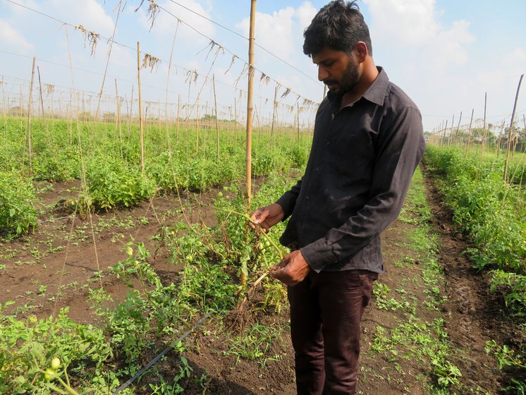 On Tushar Mawal's tomato farm, the buds and flowers rotted, so there won't be any further crop growth this season