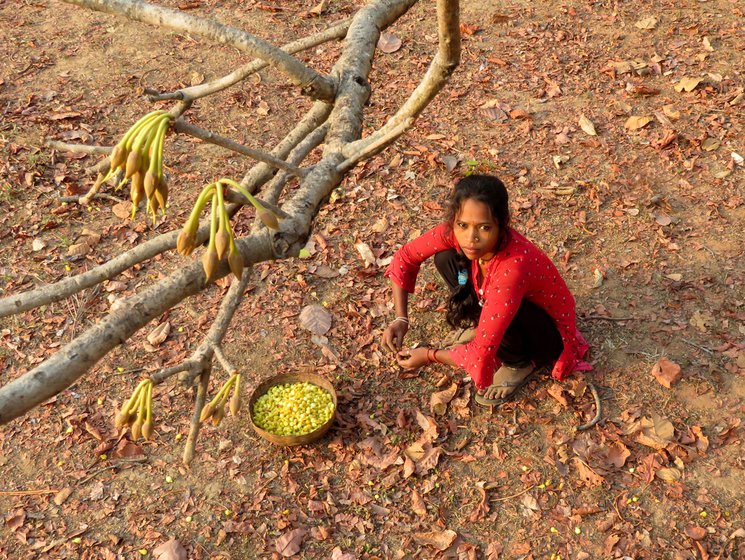 From the left: Durga Singh, Roshni Singh and Surjan Prajapati gathering mahua in the forest next to Parasi in Umaria district