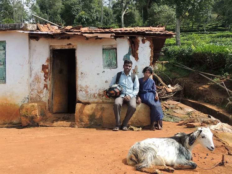 A young man and an old woman sitting outside a house with tea gardens in the background and a goat in the foreground