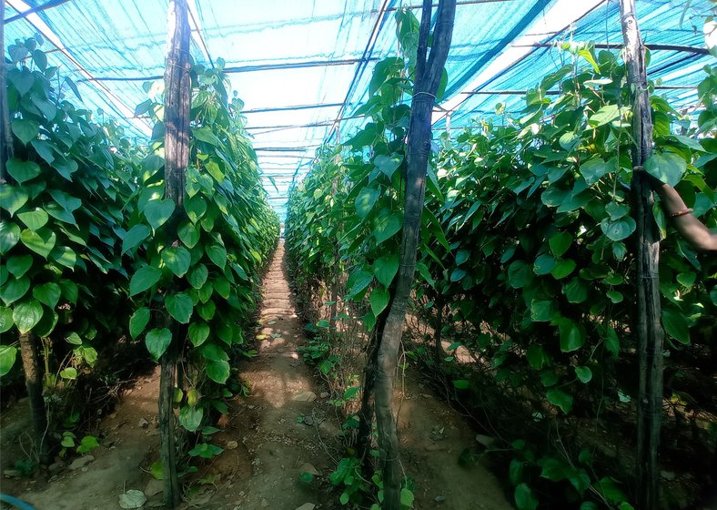 Right: The paan leaves grow on thin climbers in densely packed rows