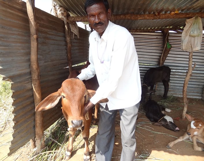 Pandurang Meshram in the cattle shed