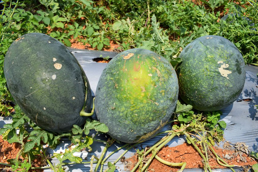 Left: The number of trucks taking watermelon to the cities of Telangana has reduced, so the wages of labouters who load the fruit have shrunk too. Right: Only the perfectly smooth and green melons are being picked up by traders; the others are sold at discounted rates or discarded


