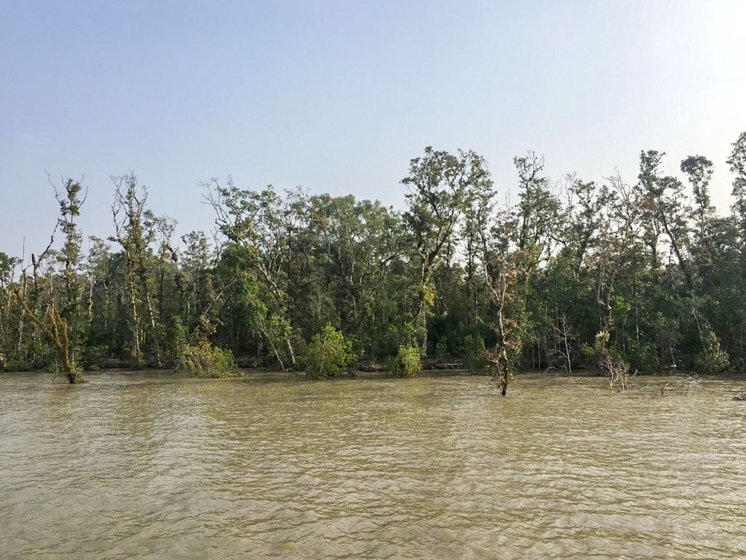 The Indian Sundarbans