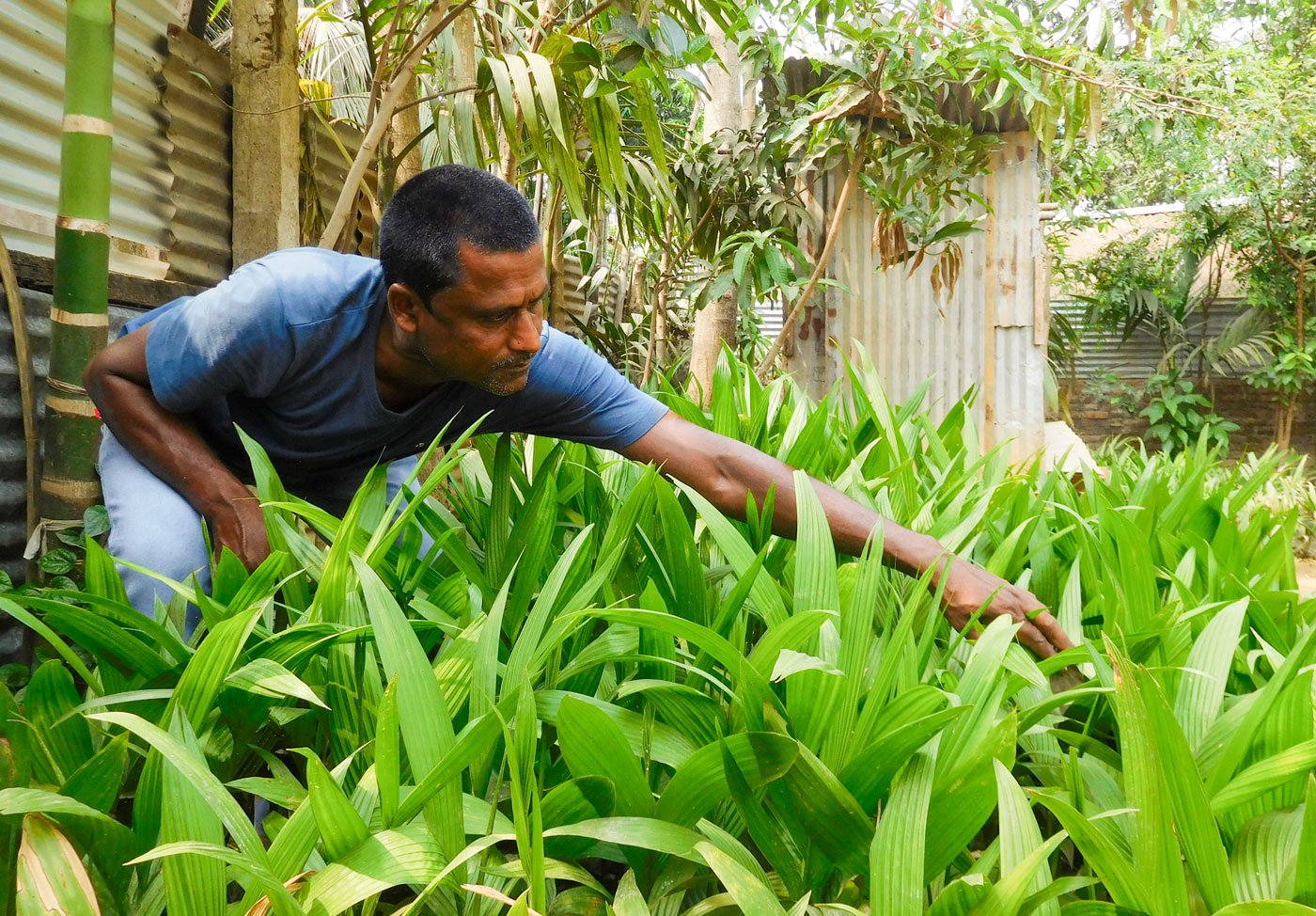 In his backyard, tending to beetle nut seedlings. Seeds are checked too at the border gate, and seeds of jute and sugarcane are not allowed – anything that grows more than three-feet high is not allowed to grow so that visibility is not obstructed