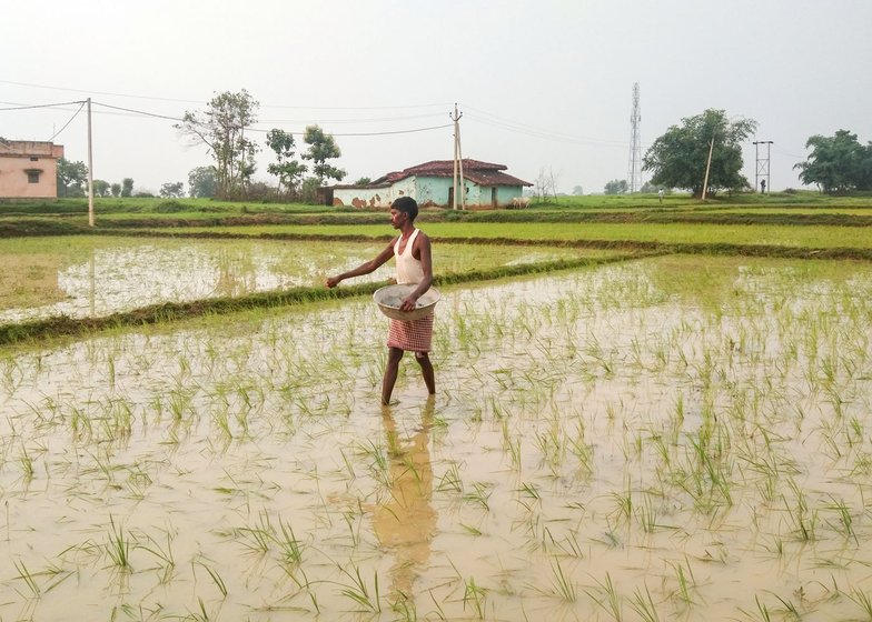 Teera has borrowed money to cultivate rice and some maize on two acres