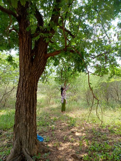 Rathy in the forest plucking tamarind.