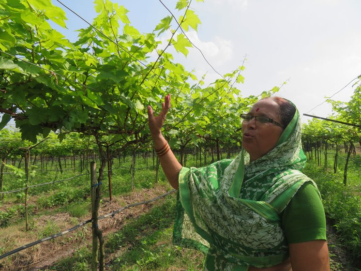 This is a complete loss', says Sarala Boraste at her grape orchard.