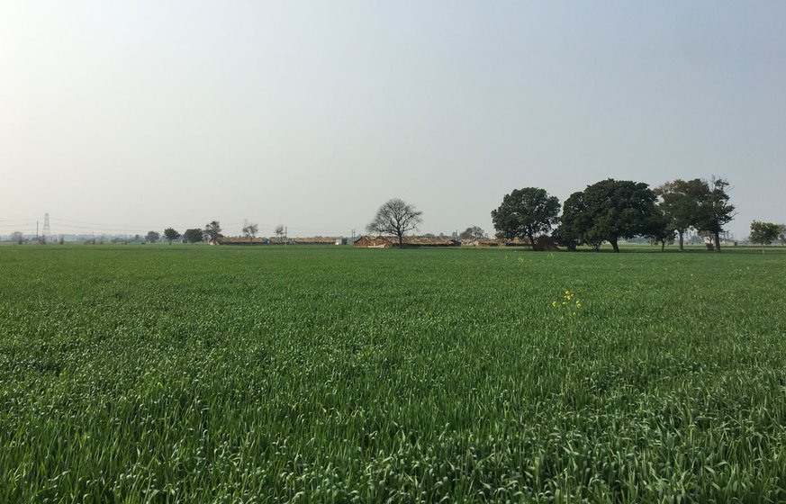 Wheat fields surround the railway station of Harsana Kalan, a village of around 5,000 people in Haryana