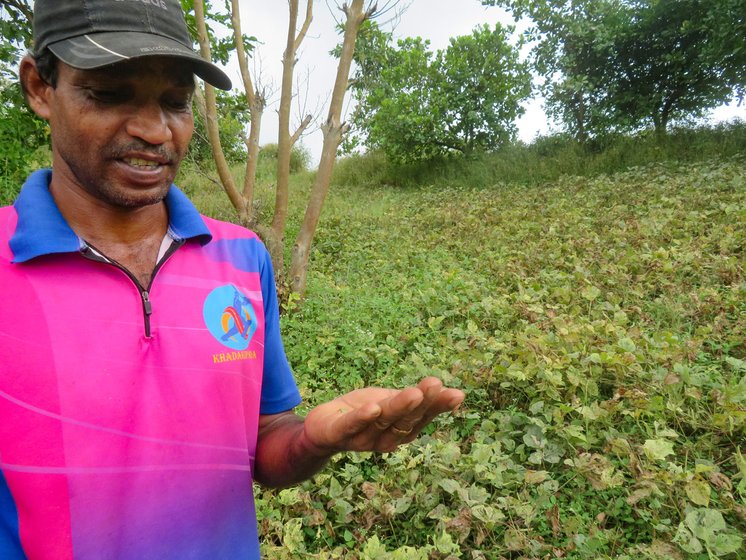 In Khadkipada hamlet, Damu Bhoye said, 'My farm is filled with bugs [due to the unseasonal rain], eating all the leaves and pods' 