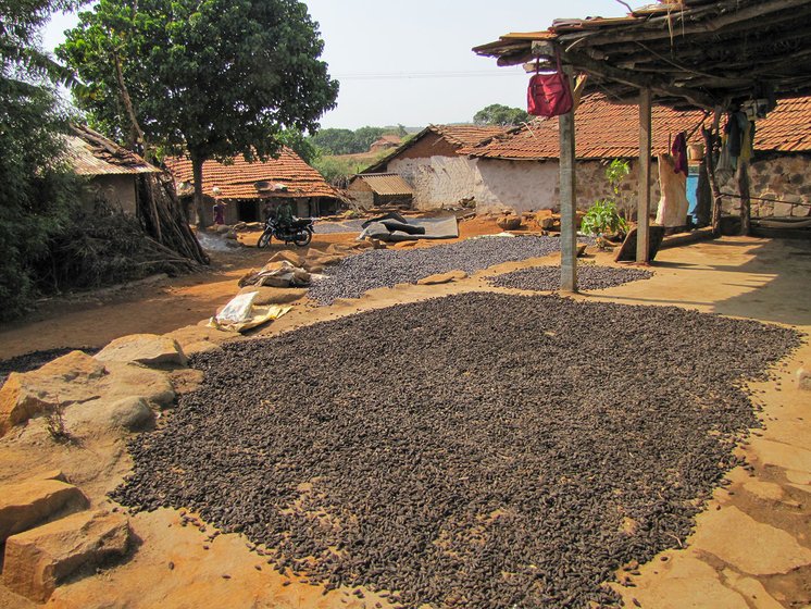Fruit from the hirda tree being dried outdoors