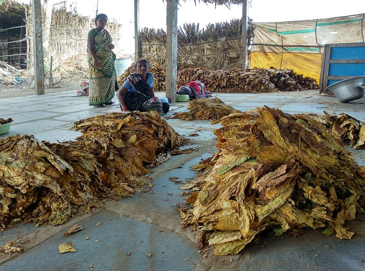 Different grades of tobacco being separated in a shed at Nidamanuru village of Prakasam district