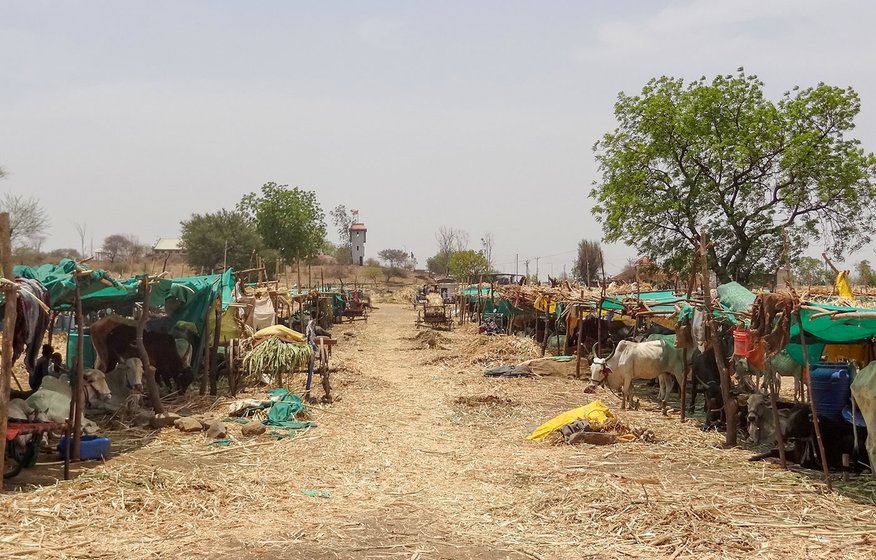 A view of the cattle camp in Vadgaon Dhok village, one of the 925 such camps that have been opened up in Beed as a drought relief initiative funded by the Maharashtra government. 