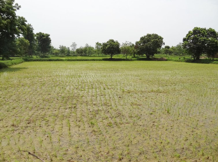 Many of Bhandara’s farms, where paddy is usually transplanted by July, remained barren during that month this year