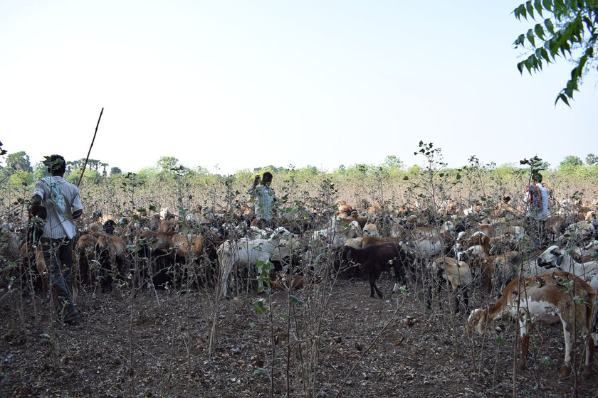 Left: The flock being herded away after a farm family wouldn't allow them to graze in their fields. Right: A harvested cotton field, with barely any fodder. The travel restrictions under the lockdown are making the herders’ search for fodder even more difficult

