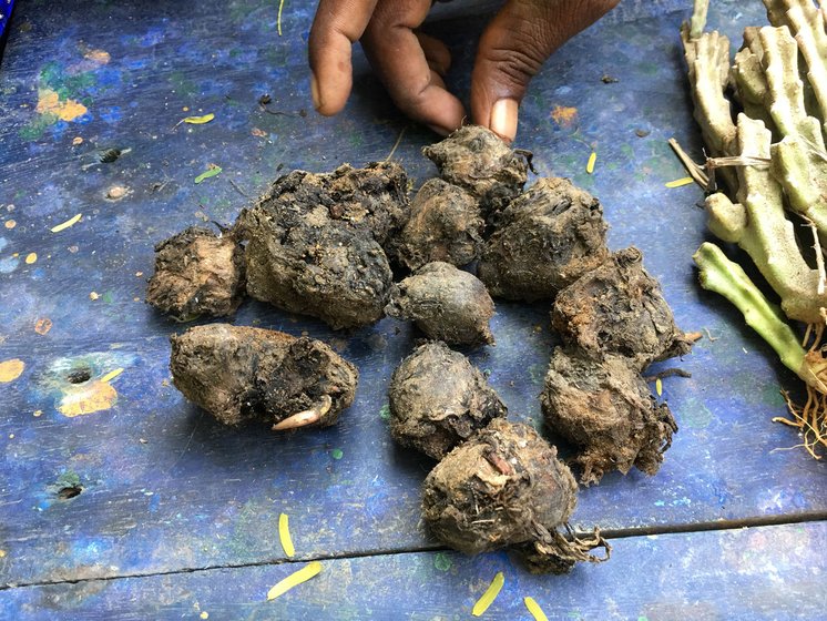 Left: A kaattu vellikizhangu tuber dug out from the forest. Right: The thamarai kizhangu, or lotus roots, help treat stomach ulcers 