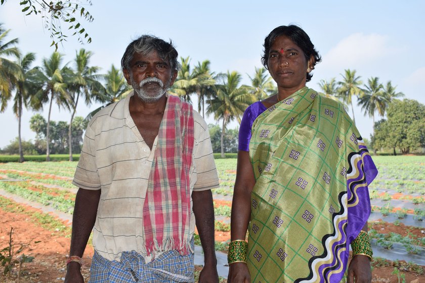 Left: Chintala Yadamma and her husband Chintala Peddulu with their watermelon crop. Right: 'How can I leave it now? I have invested Rs. 150,000 so far', says Bommu Saidulu, who was spraying insecticide in his three-acre crop when I met him

