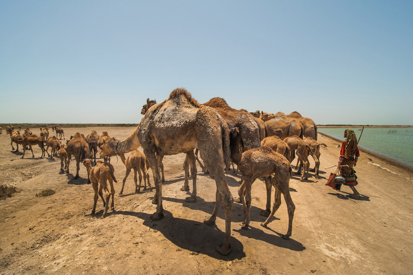  a woman walking with her herd of Kharai camels in search of water. 