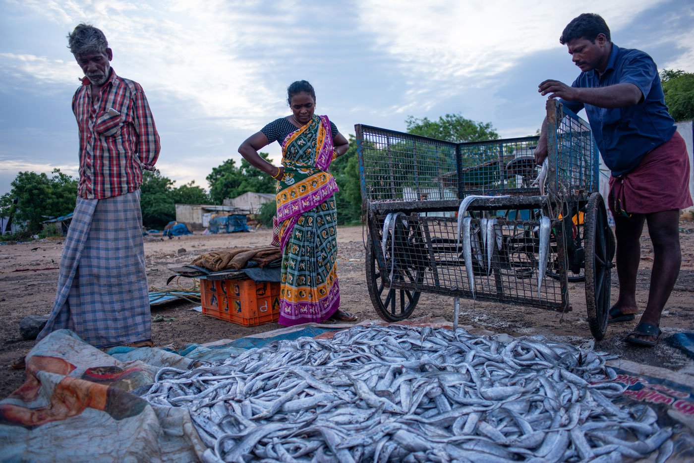 Visalatchi inspecting her purchase of fresh fish;  3-4 kilos of fresh fish yield a kilo of dried fish