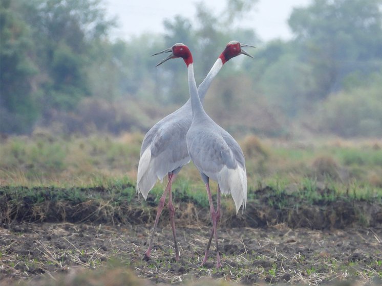 Left: A pair of Sarus cranes next to the lake.