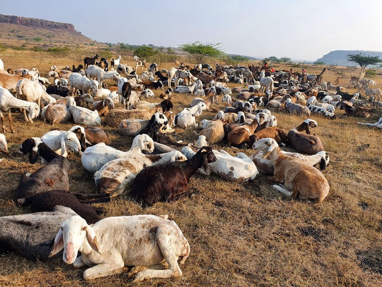 Taibai Ghule's flock of sheep and goats resting after grazing in Bhandgaon.