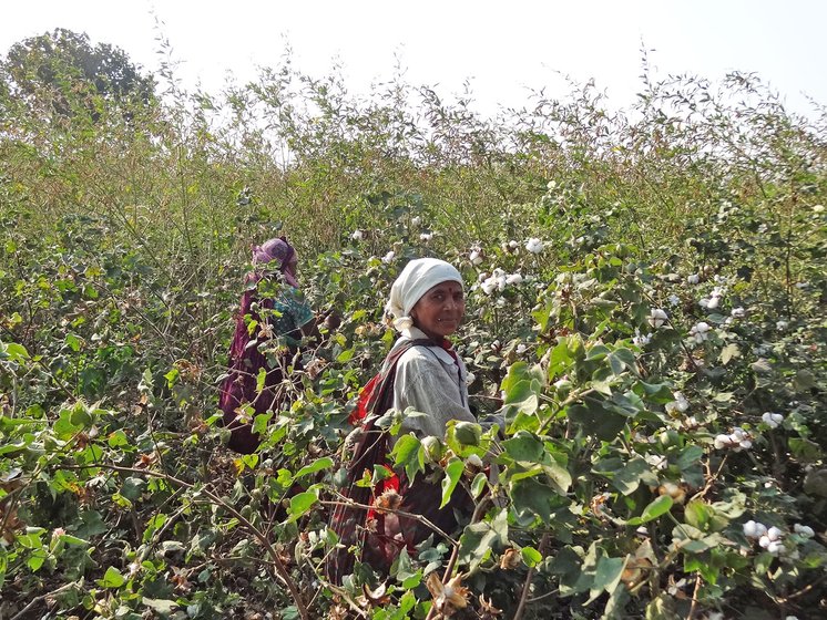 Women working in cotton farm