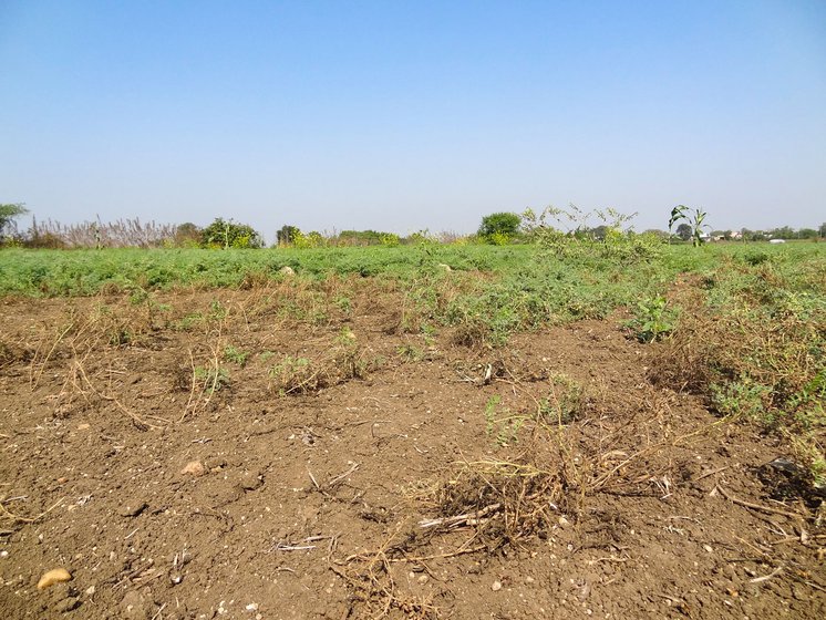 In Dhamani village, fields where jowar and green gram crops were devoured by wild animals.