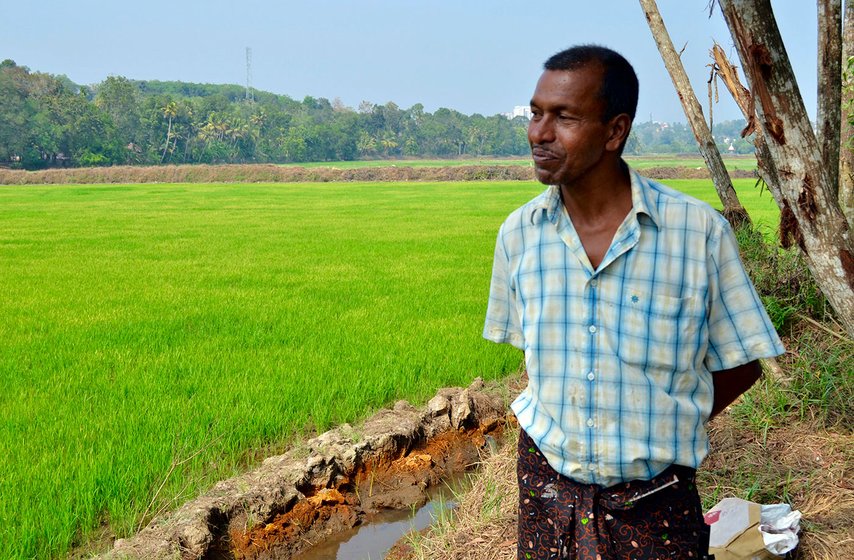 Jose George overlooking the ten acres of paddy he is co-cultivating on in Kalathilkadavu, a village in Panachikkadu block, Kottayam district