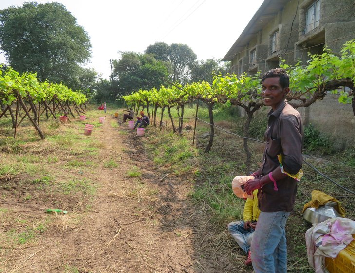 On Sarala Boraste's farm, labourers taking a break from spraying pesticides on infected grape plants.