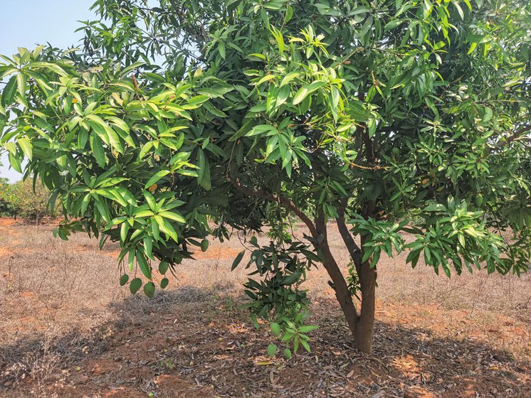 Left: Mango trees from Vallivireddy Raju's farm, planted only in 2021, are only slightly taller than him. Right: A lemon-sized mango that fell down due to delayed flowering