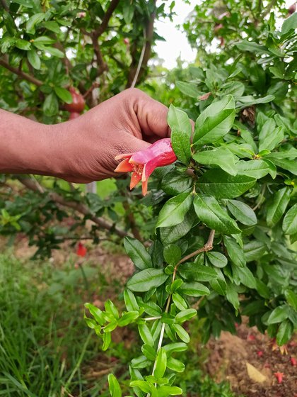 A pomegranate flower (left) in Chethan Kumar's farm.