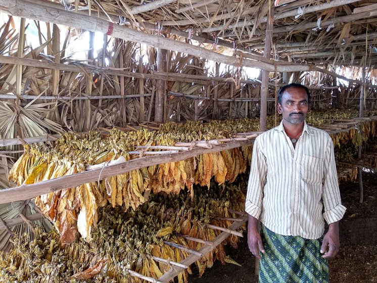 Srinivasa Rao at his shed where the tobacco is dried after removing it out of the barn