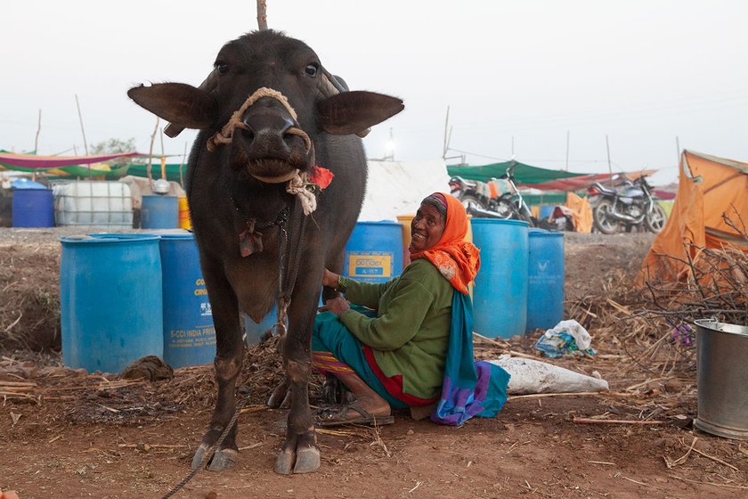 A woman milks a cow