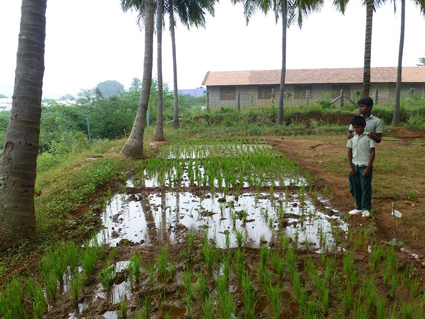 Two student guides show us micro plots of land on which they are cultivating different varieties of paddy