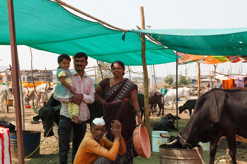 Left: Droughts across rural Maharashtra forces many families into cattle camps in the summer