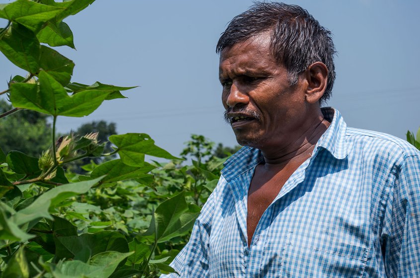 A four-acre farmer from Manoli village, Vilas Rathod, in Yavatmal’s Ghatanji tehsil inspects his cotton crop; Rathod stopped spraying after he fell sick, but did not need hospitalization