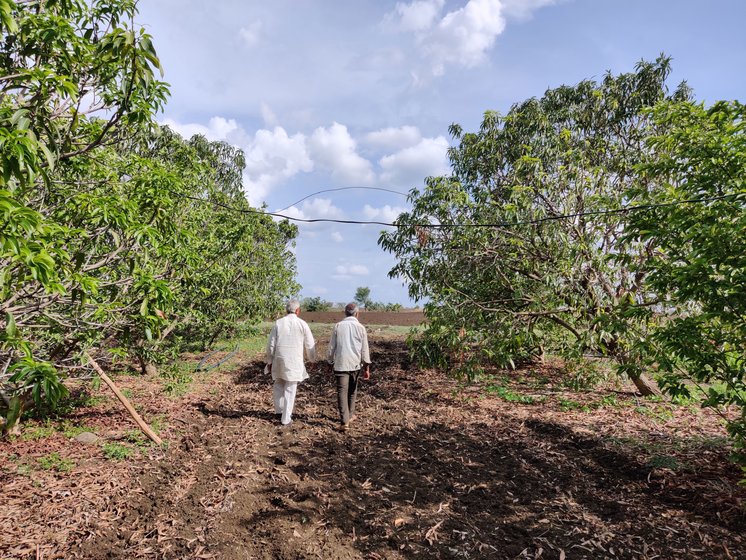 Madhukar and his son Gunwant walking through their orchards 