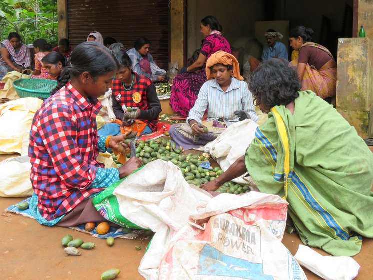 Adivasi women peeling areca nuts – the uncertainty of wage labour on the farms and estates here means uncertain family incomes and rations


