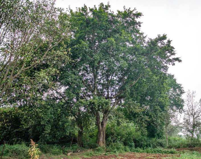 A makeshift machan built atop a tree at Navadarshanam, to keep a lookout for elephants at night.