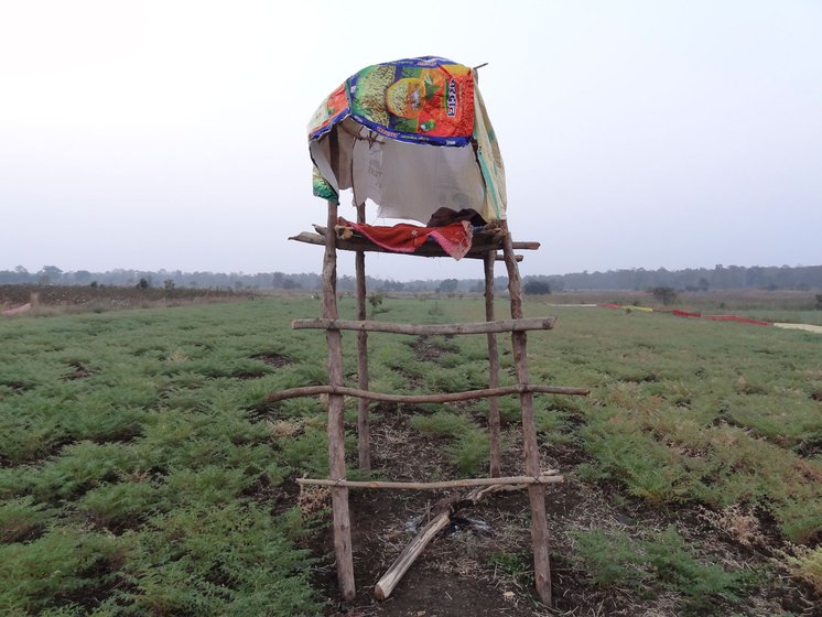 Ramchandra has built several machans (right) all over his farm. Machans are raised platforms made of wood with canopies of dry hay or a tarpaulin sheet