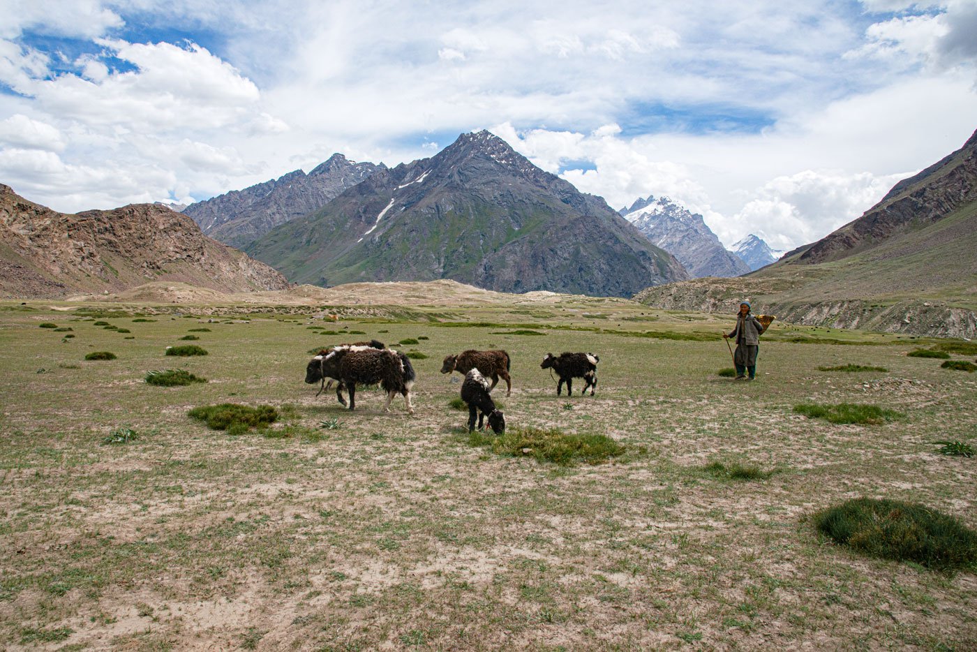 Yaks and dzomo calves grazing at a high altitude grassland