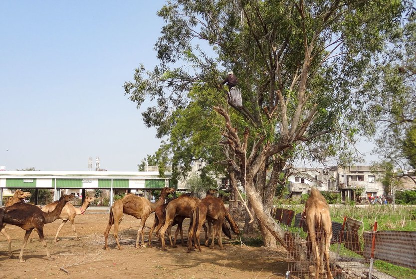 A Rabari climbs a neem tree on the premises to cut its branches for leaves, to feed the captive camels