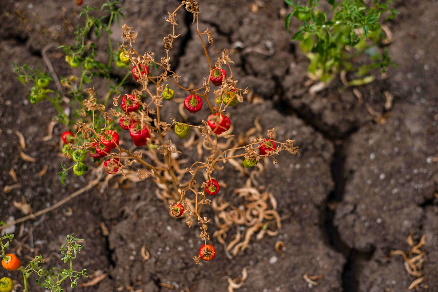 A dried up chilli plant and the cracked earth of Ramanathapuram