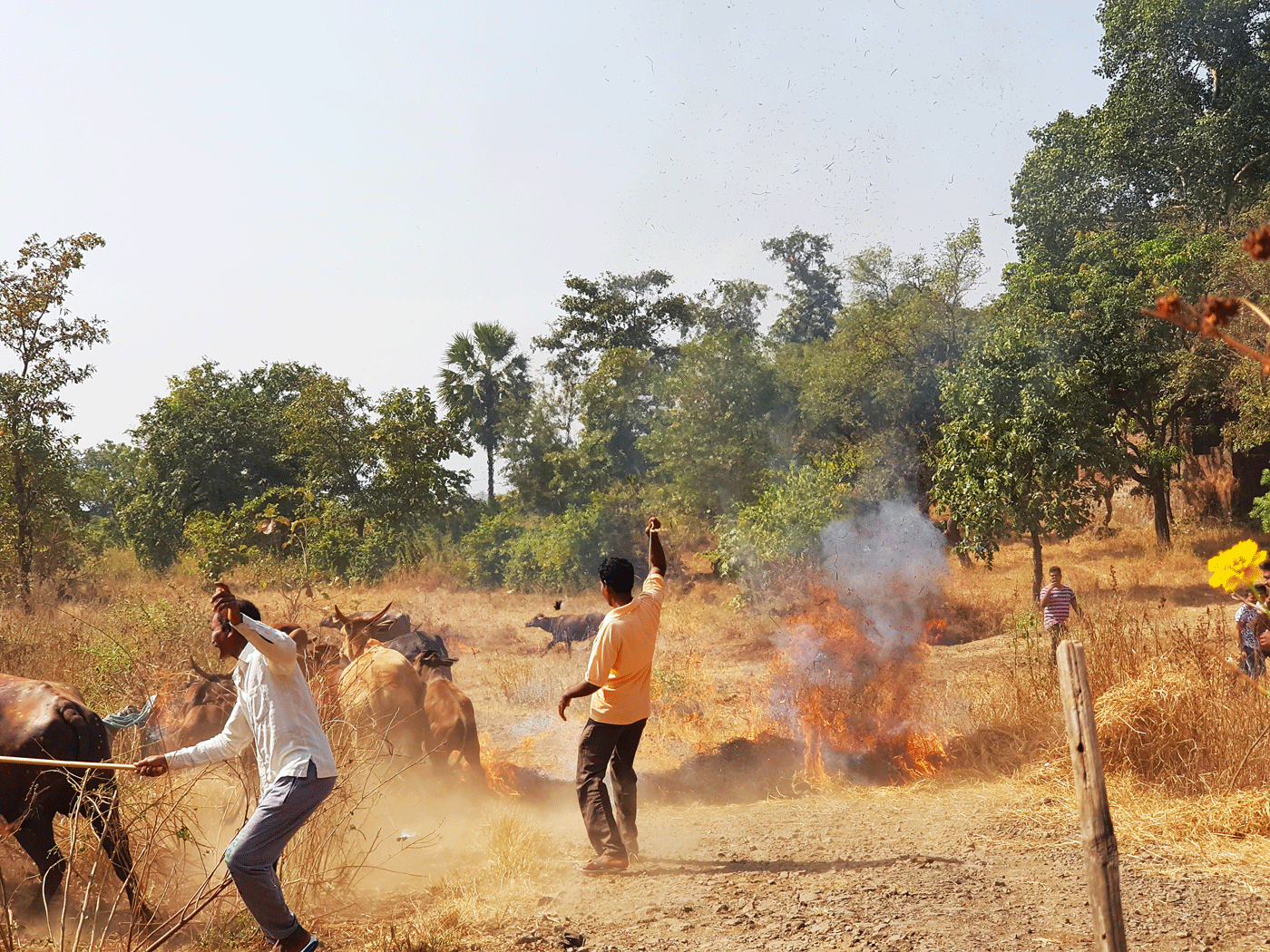 During Diwali, the Warlis perform a fire ritual where all livestock in the hamlet are rapidly led to step through a paddy-straw fire lit by the community