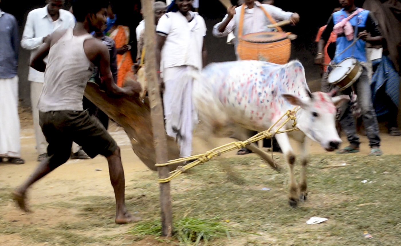 Man trying to tame cow during the annual go-bnadna' festival 