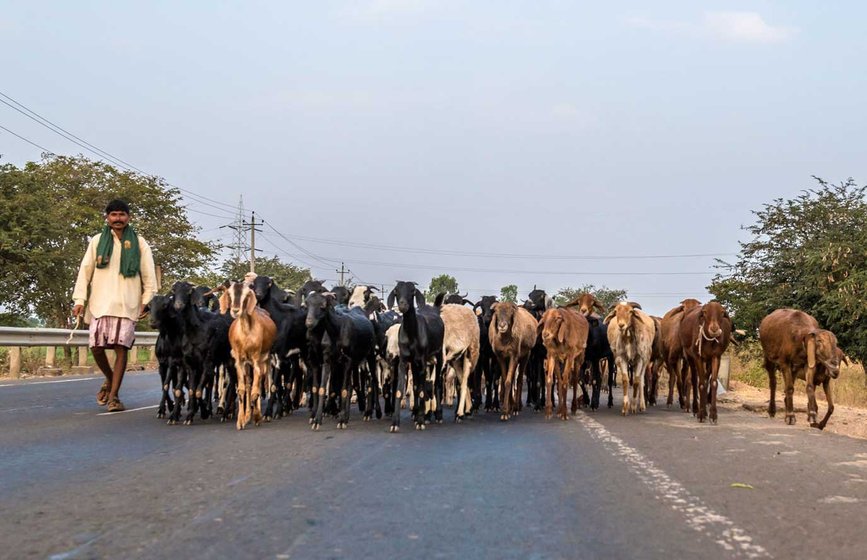 Left: Walking on major roads (here, the Bagalkot-Belgaum road) is not easy, and the animals often get sick or injured. Right: ‘Off road’ migration has its own difficulties due to the rugged terrain. And the pastoralists have to avoid any patches of agricultural land if they don’t have a grazing and manure agreement with that farmer
