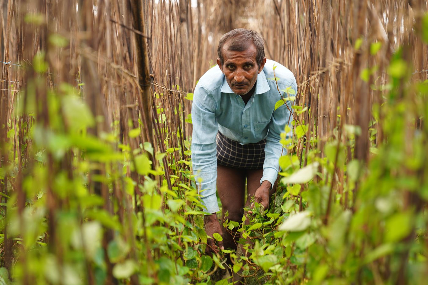 Betel leaf farmer Ajay Chaurasia says, ' Magahi betel leaf cultivation is as uncertain as gambling...we work very hard, but there is no guarantee that betel plants will survive'